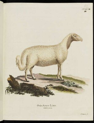 CCXCIII Ovis Aries Linn. macrocerca