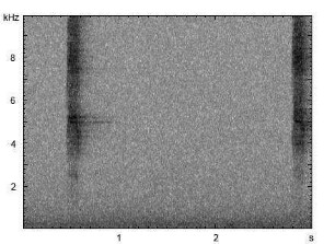 Raufußkauz | Aegolius funereus - Ruf