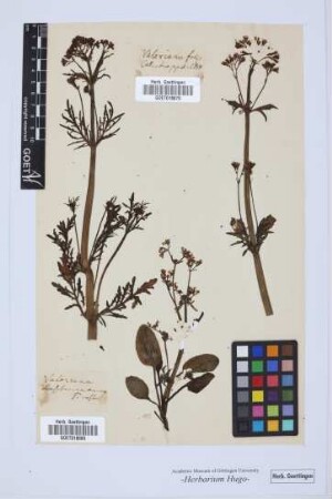 Valeriana