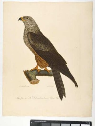 Falco fusco-ater. Nobis. Der schwarzbraune Milan. Mas. - Schwarzmilan. Milvus migrans; mas. - Zeichner: Johann Mathias Hergenröder; Stecher: Johann Carl Bock