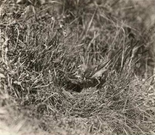Schafstelze (Motacilla flava L.) im Begriff zu füttern