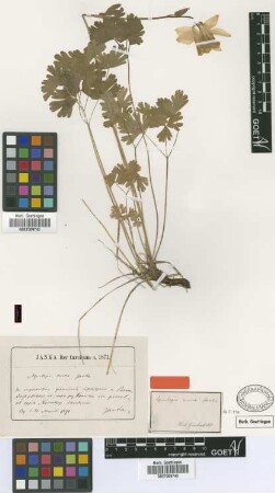Aquilegia aurea Janka [isotype]