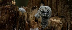 Der wilde Wald - Natur Natur sein lassen