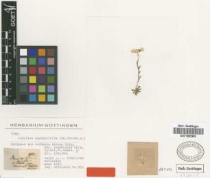 Anthemis aizoon Griseb. var. Griseb. scardicola[syntype]