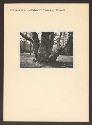 Platane im Palaisgarten. Detmold. Neustadt. Papierabzug