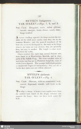 Mytilus Antiquorum. Tab. CCLXXV. --- Figs. 1, 2, and 3