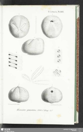 Pl. 886