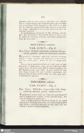 Isocardia rostrata. Tab. CCXCV. — Fig. 3