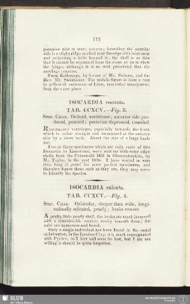 Isocardia rostrata. Tab. CCXCV. — Fig. 3