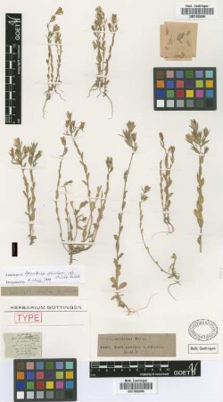 Specularia speculum A.DC. var. Griseb. stricta[lectotype]