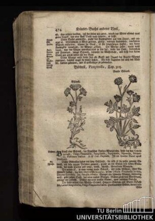 Cap. 305. Bibinell, Pimpinella.