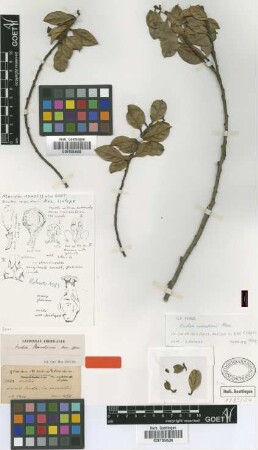 Ocotea mandonii Mez [type]