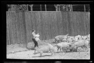 Nicht identifizierbare Ortschaft in Nordfrankreich oder Belgien: Landwirt mit einem Schwein auf dem Arm neben vielen Schweinen im Schweinekoben (Seitansicht, Distanzaufnahme)