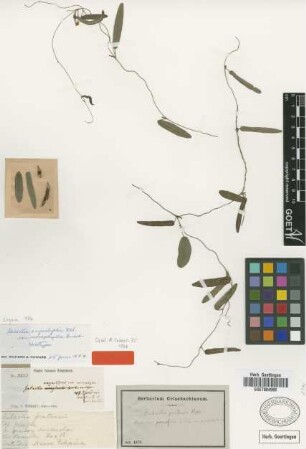 Galactia angustifolia Kunth var. monophylla Griseb.[holotype]