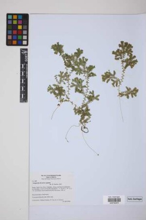 Selaginella silvestris Aspl.