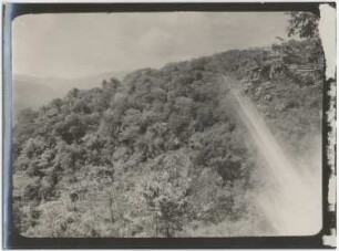 Urwald in der Gegend von Michiplaya östlich von Mapiri