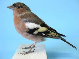 Buchfink, Fringilla coelebs, Männchen