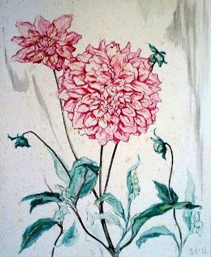 Rosa Dahlie