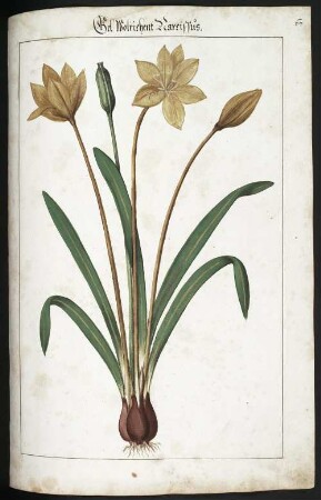 Gel Wolrichent Narcissus, Seite 67 aus: Kentmann, Johann: Kreutterbuch. 1563. Dresden: SLUB Mscr.Dresd.B.71