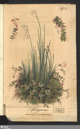 Taf. I. Sphagnum