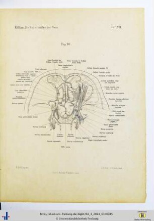 Fig. 10. Taf. VIII.