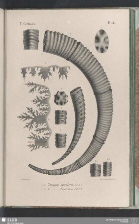 Pl. 118