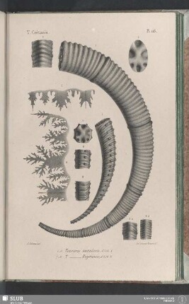 Pl. 118