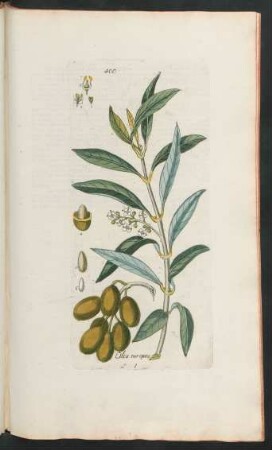 400. Olea europaea