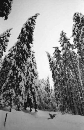 St. Blasien - Todtmoos: Verschneiter Tannenwald