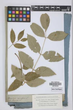 Fraxinus excelsior verrucosa
