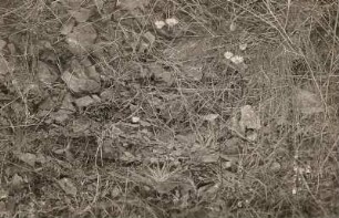 Blühender Huflattich : Lausitzer Tiefland. Blühender Huflattich (Tussilago farfara) am Strohmberg bei Weißenberg, nördlich des Basaltbruches