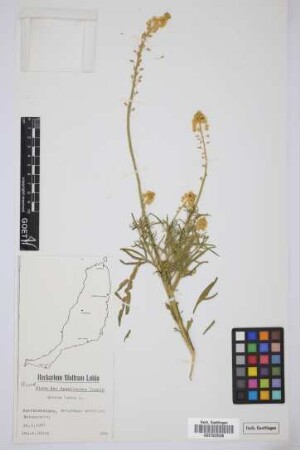 Reseda lutea lutea L.