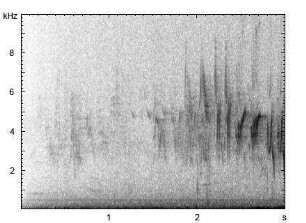 Buchfink | Fringilla coelebs - Gesang