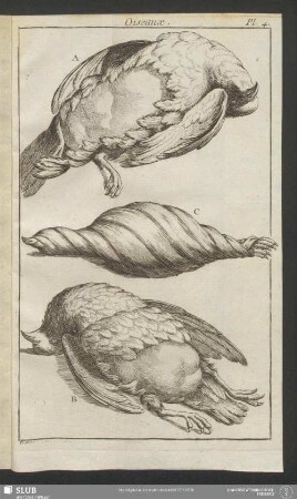 Pl. 4. Oiseaux