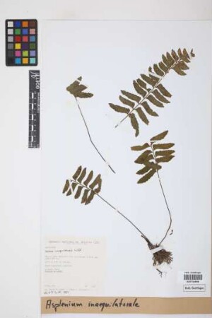 Asplenium inaequilaterale Willd.