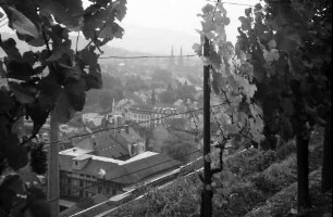 Freiburg: Stiftungsverwaltung; vom Schlossberg durch Reben, auf Stadtteil Wiehre