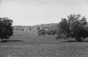 Felder und Olivenbäume (Libyen-Reise 1938)