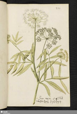 [Blatt 221-240]