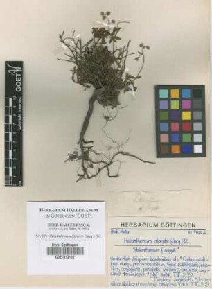 Helianthemum alpestre (Jacq.) DC.
