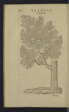 Cupressus.