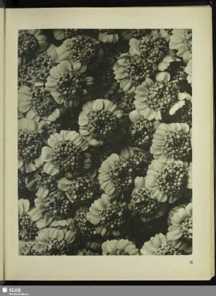 Chrysanthemum macrophyllum. Großblätterige Wucherblume. Teil einer Blütendolde in 10facher Vergrößerung