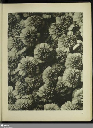 Chrysanthemum macrophyllum. Großblätterige Wucherblume. Teil einer Blütendolde in 10facher Vergrößerung
