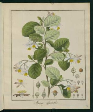 26r, Styrax officinalis