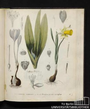 1. - 7. Colchicum autumnale. / 8. - 15. Narcissus pseudo narcissus.