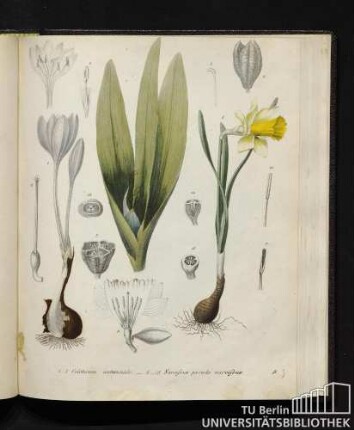 1. - 7. Colchicum autumnale. / 8. - 15. Narcissus pseudo narcissus.
