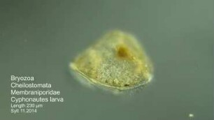 Cyphonautes larva Sylt 2014