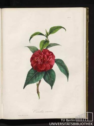 No. 11. Camellia coccinea.