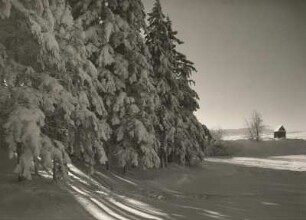 Altenberg. Waldrand am Galgenteich