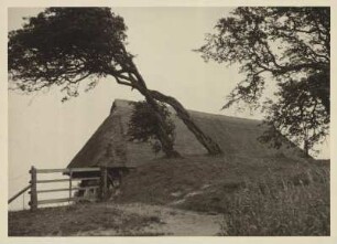 Darß bei Ahrenshoop. Altes reetgedecktes Haus. Davor ein, vom Wind, gebeugter Baum