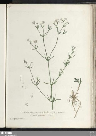 La Petite Garance ou l'herbe à l'Esquinancie